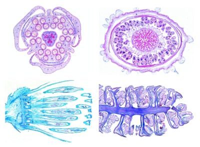 Angiosperme, set di dettagli, fiori, 15 vetrini microscopici