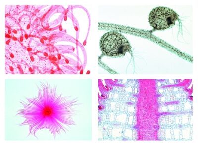 Adattamenti delle piante al modo di vita e all'ambiente, 50 preparati microscopici