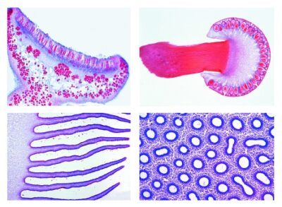 Crittogame. Set dettaglio Funghi e Licheni, 20 vetrini microscopici