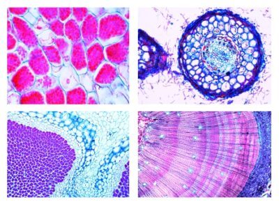 Agricoltura e silvicoltura, parte III. Parassiti animali, simbiosi e vita del suolo, 24 microscopi preparati sl