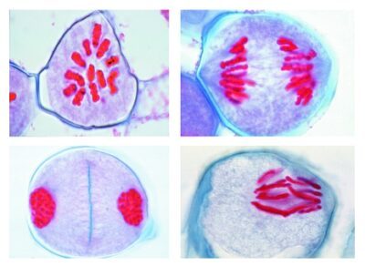 Sviluppo delle cellule madri del Lilium al microscopio, 12 vetrini microscopici