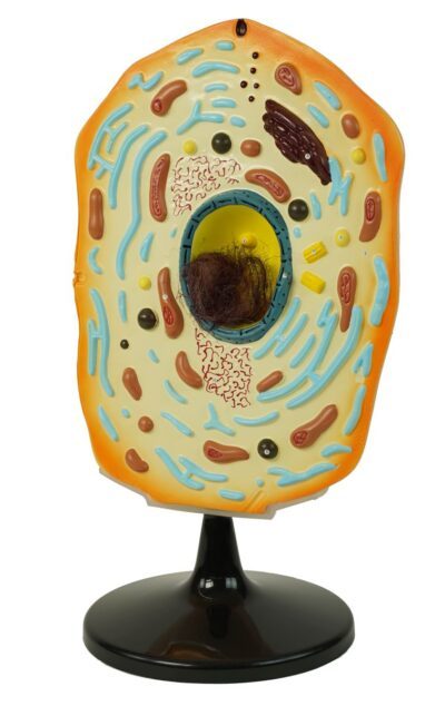 PHYWE Animal cell model