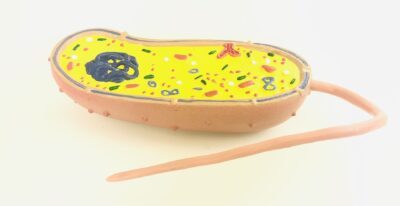 PHYWE Bacterium, model