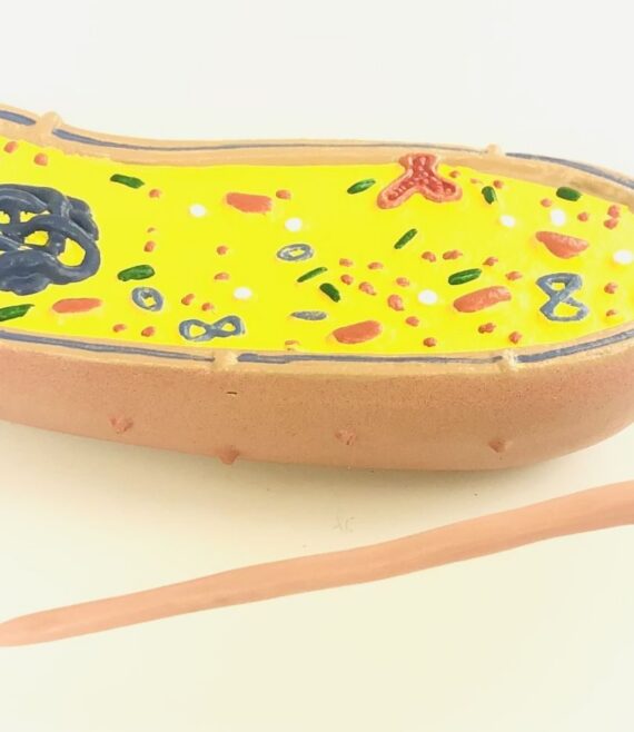 mod-bacterium-1677872151.jpg
