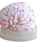 mod-brain1-1677872166.png