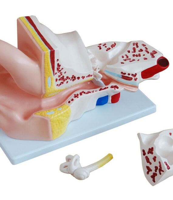 mod-ear-1677872218.jpg