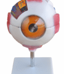 mod-eye1-1677872234.png