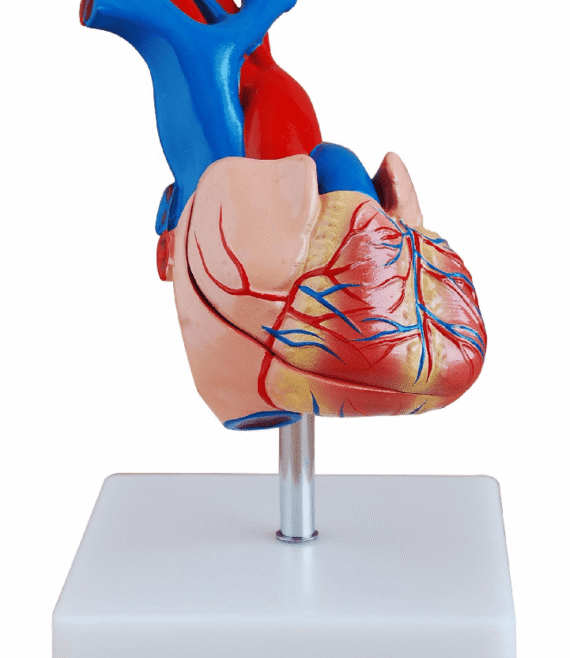 mod-heart1-1677872282.png