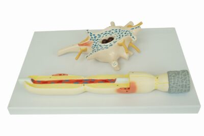 PHYWE Neuron model