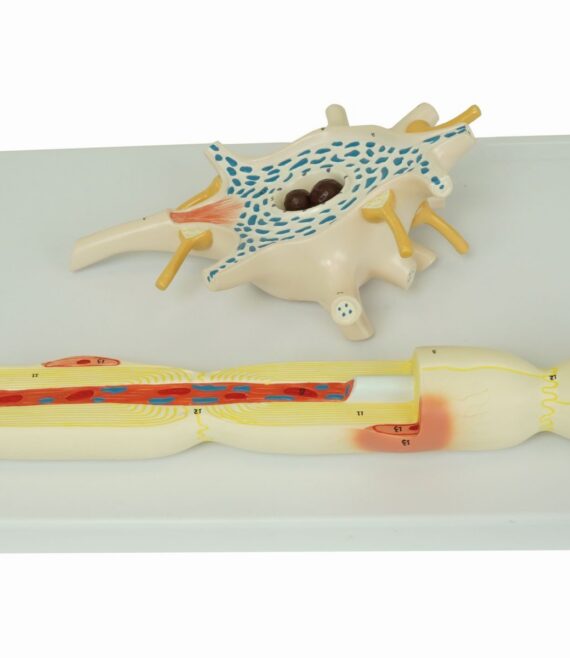 mod-neuron-1677872376.jpg