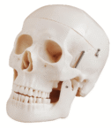 mod-skull-1677872427.png