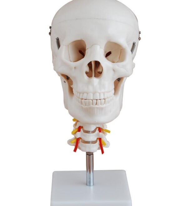 mod-skullspine-1677872445.jpg