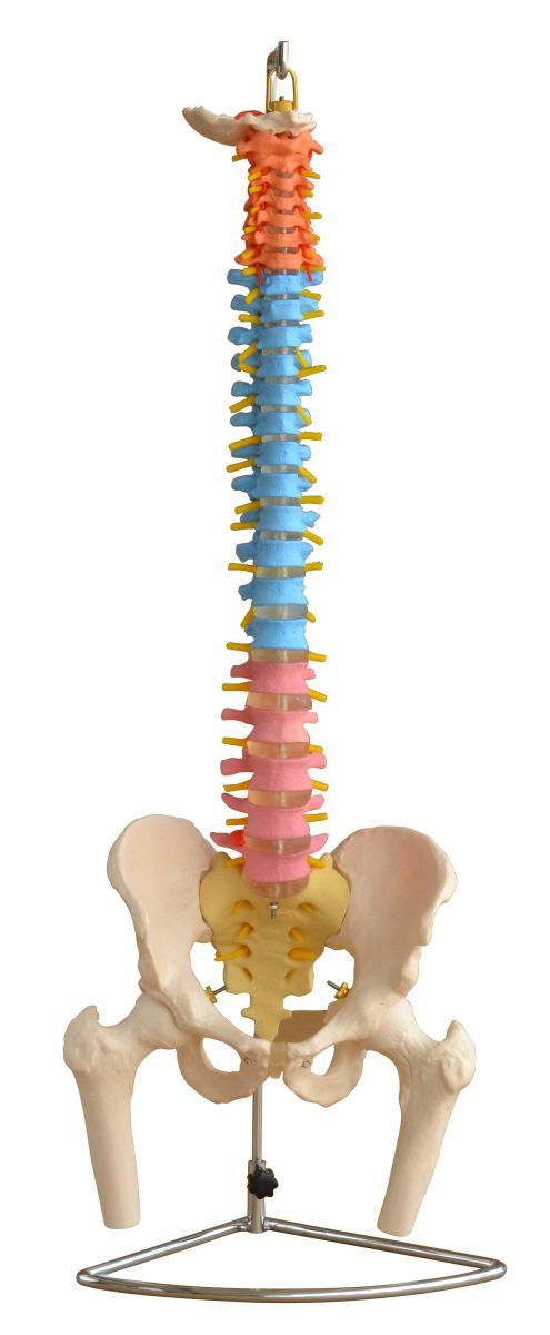 mod-vertebra-1677872473.jpg
