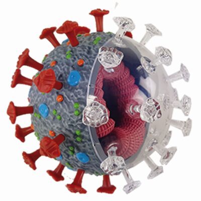 PHYWE Coronavirus (SARS-CoV-2), model