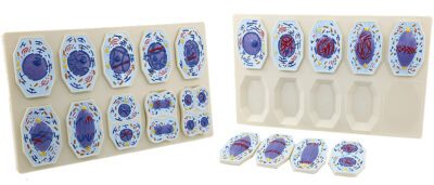 PHYWE Mitosi e meiosi, set di 2 modelli