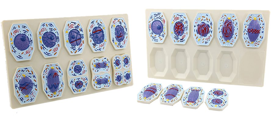 modgenetics-1697795952.jpg