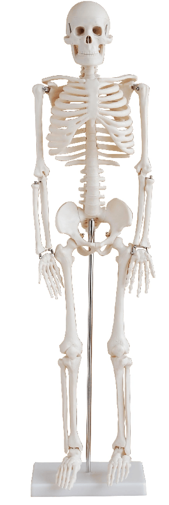 modminiskeleton-1697795975.png