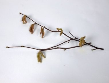 Fiori ermefroditi