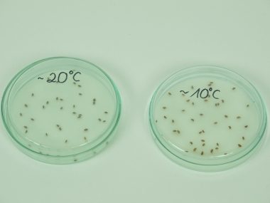 Germinazione e temperatura