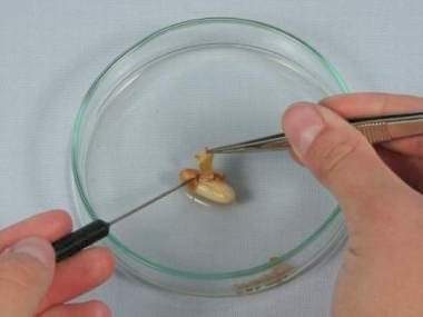 Costruzione di un seme di pianta