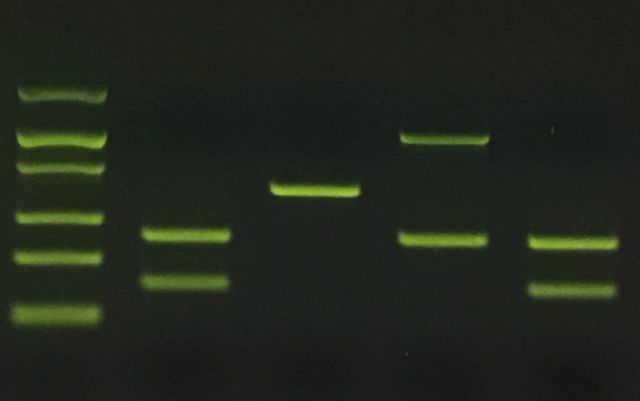 p8110701gel.jpg