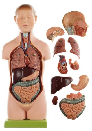 Piccolo torso di giovane con testa