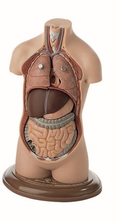 Piccolo Torso di Giovane senza testa (non illustrato)