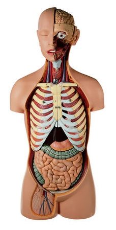 Torso maschile con testa