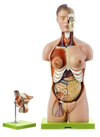 Torso con testa e genitali maschili e femminili intercambiabili