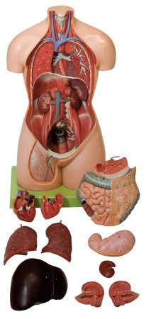 Torso femminile senza testa
