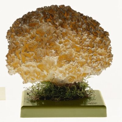 Sparassis Crispa