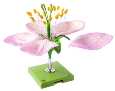 Fiore di melo, ingrandito 10 volte