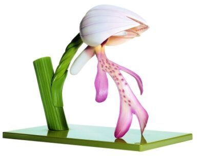 Casco Orchidea, Fiore