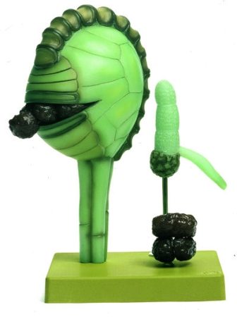 Felce Verme, Formazione Di Spore