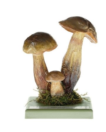 Boletus luridus