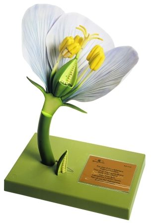 Esempio di Perianzio non unito di un Fiore di Angiosperma