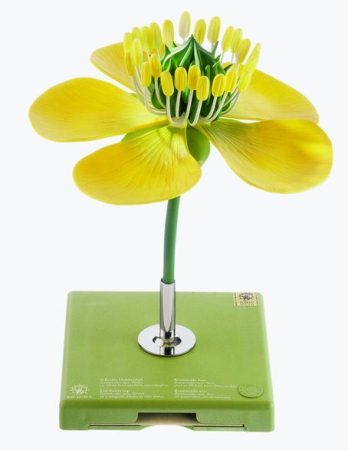 Ranuncolo, Fiore