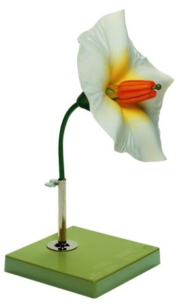 Fiore Di Patate