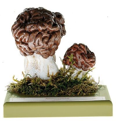 Gyromitra esculenta