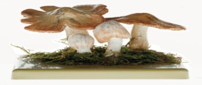 Inocybe patouillardi