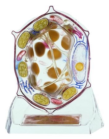 Cellula vegetale