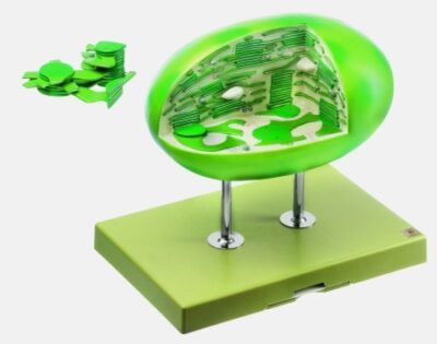Cloroplasto della pianta superiore
