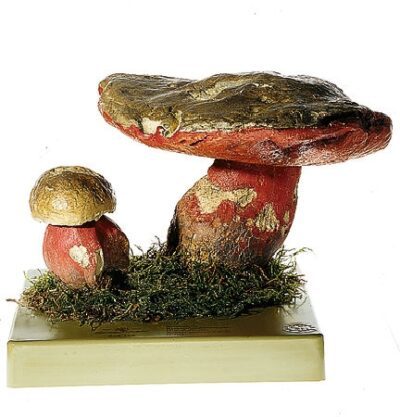 Boletus satanas, esemplare enorme