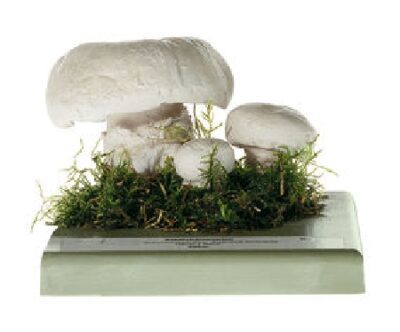 Agaricus bitorquis