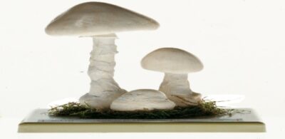Amanita virosa