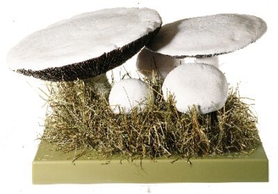 Agaricus campestre