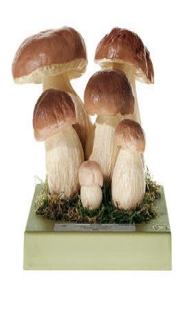 Boletus eduli