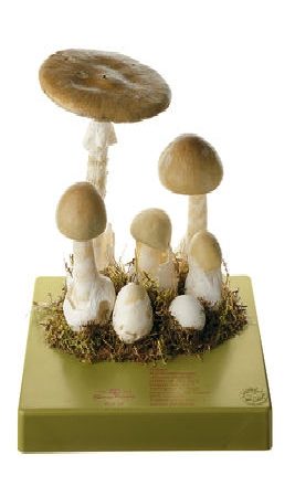 Amanita Phalloides