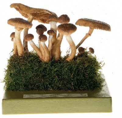 Armillariella Mellea