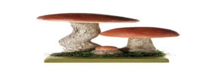 Leccinum Aurantiacum